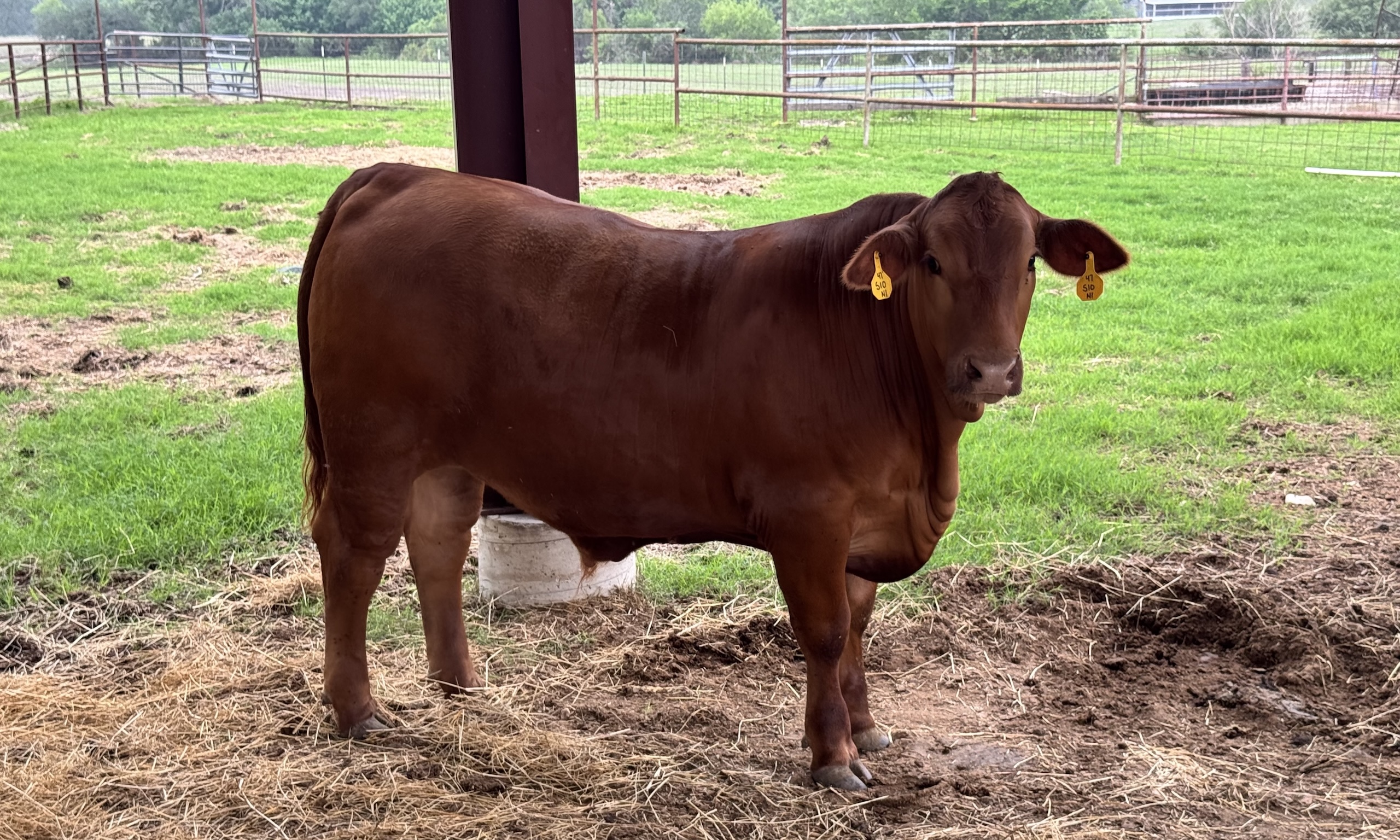 Why buy beef from your local rancher?
